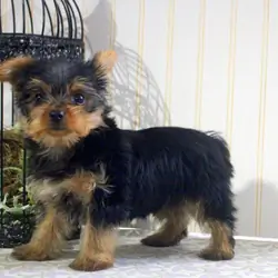 Registered Yorkie Puppies For Rehoming