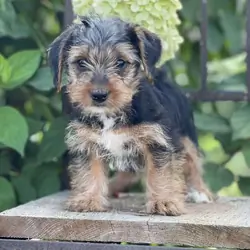 Home Raised Yorkie Puppies For Rehoming