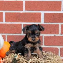 Healthy Yorkie Puppies Available