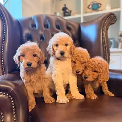 Goldendoodle  Puppies
