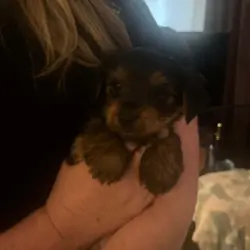Well Trained Yorkshire Terrier Puppies