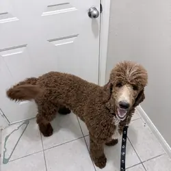 Beautiful Red Standard Poodle – 11 Months Old