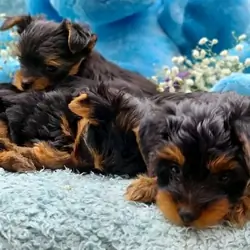 🐶 Yorkie Puppies for Adoption! ❤️