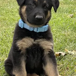 Female German Shepherd Puppies