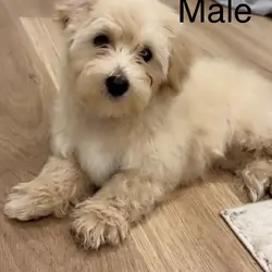 Puppy
