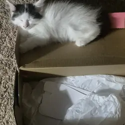 Kittens
