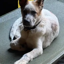 German Shepard panda