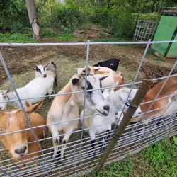 Pygmy goats