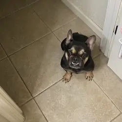 Black and Tan French Bulldog (Female)