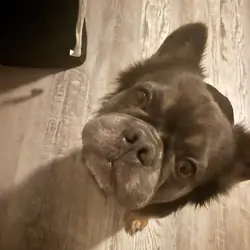 Fluffy French Bulldog