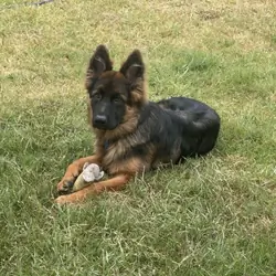 German shepherd puppy 6mo