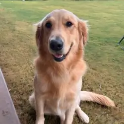 Golden Retriever 2 year old male