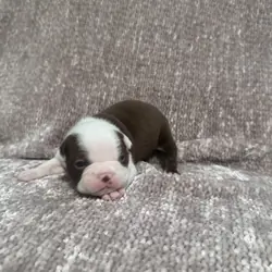 AKC Registered Boston Terrier Puppies