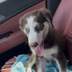 Santo/Golden Retriever/Husky