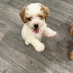 Maltipoo
