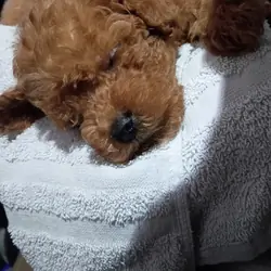 Bishpoo puppies