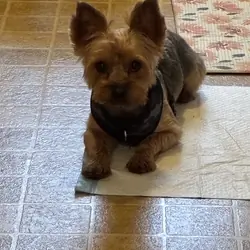 Unneutered 13 lb Yorkie