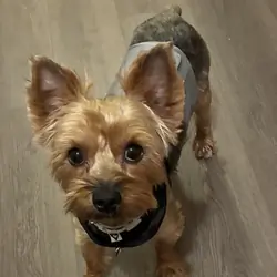 Unneutered 13 lb Yorkie