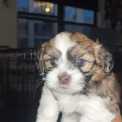 Pomeranian × Shih Tzu Puppy