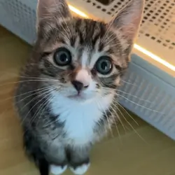 Cute Kitten