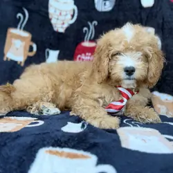Milo