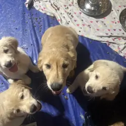 Golden retriever puppies