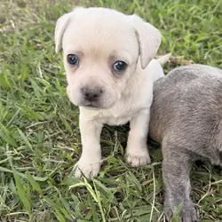 French bulldog / chihuahua