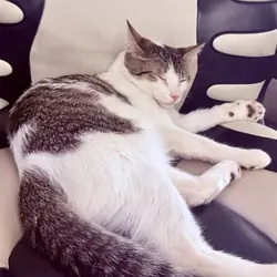 White and gray kitten