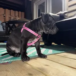 Pitbull Labrador puppy