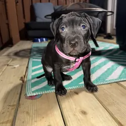 Pitbull Labrador mix puppy