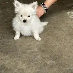 White Pomeranian puppy