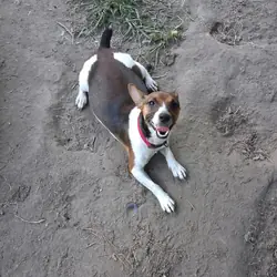 Rat Terrier's 2 Boy's Only Available