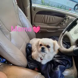 Shinese (Pekingese Mix Shih Tzu) Pup's