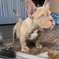 Micro American Bully