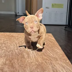 Micro Bully