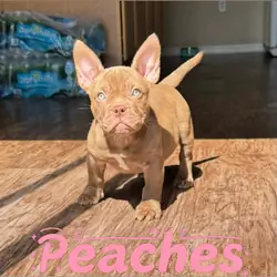 American Bully (Micro)