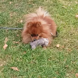 Pomeranian for sale