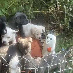 Free puppies
