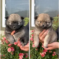 Pomeranians🐶🤎