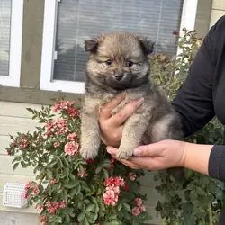 Pomeranians 🐶🤎