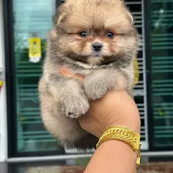 🧸💕 Meet Mochi — Your Little Teddy Bear Princess!