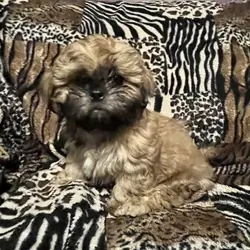 AKC Shihtzu puppies
