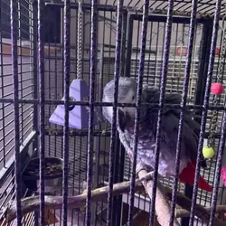 Taking Congo African Grey