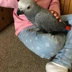 Adopt 21 years-old Congo African Grey