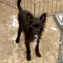 Yorkie/Maltese