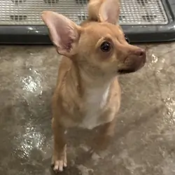 Chihuahua