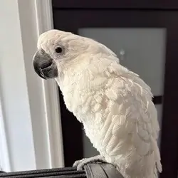 Umbrella Cockatoo For Adoption