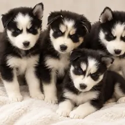 Siberian husky