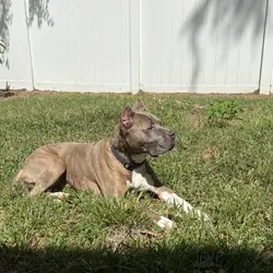 7yo Female American Bully