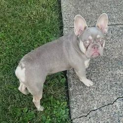French Bulldog